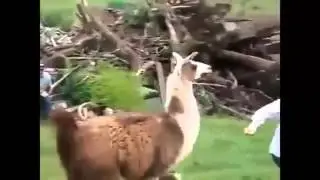 Funny Animal Videos Funny Animal Attacks 2013   YouTube