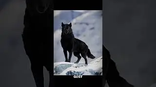 Wolf &ndash; The Silent Ghost of Wilderness | 400 PSI Bite Force