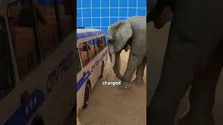 Terrifying Elephant Attack&hellip; Bus On Cliff Edge 😨