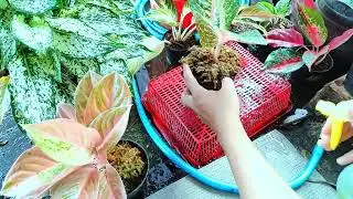 Aglaonema Harlequin Chinese Evergreen propagation and caring   Aglaonema Harlequin Repotting Process