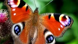 Butterflies of India