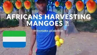 How Africans Harvest Mangoes 🥭 In Sierra Leone 🇸🇱 African Village Life. Traditional Way