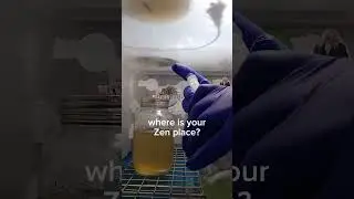 expanding mushroom mycelium liquid cultures#mycology #liquidculture #zen #laboratory