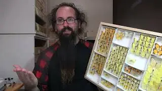 Intro to Lepidoptera (Butterflies and Moths)