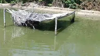 MUDANÇA DO PEIXE PANGA PARA OUTRO POÇO