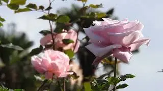 Beautiful flower, peaceful nature, relaxing music.🌿🌿#calmmusic #flowers #music #relaxing 