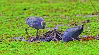 Grey-headed swamphen (Porphyrio poliocephalus)