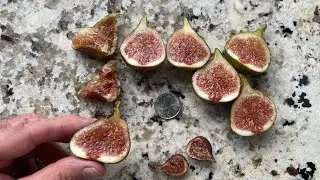 Brown Sugar Crunch - One of the best main crop figs to plant in ground in the Willamette Valley