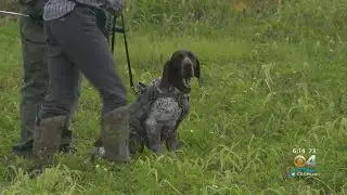 FWC Holds Demonstration On How Python-Sniffing Dogs Will Track Down Invasive Species In Everglades