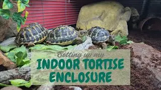 Indoor Tortoise Enclosure Setup | Habitat Tips & Tricks