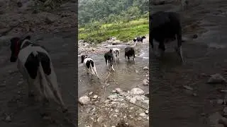 New Heifers Crossing The River #cows #milkcows #offgrid #homestead #nature #dairycows