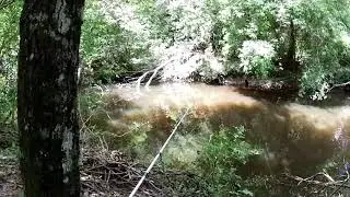 Trying out a NED RIG with a Craw Bug by YUM