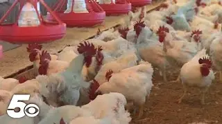As Tyson Foods ends contracts with poultry farmers, their future is uncertain