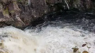 A Leaping Salmon