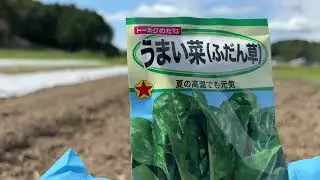【アスパラ菜、かつお菜、うまい菜、サガミグリーン】葉物の種まきをします　20250919