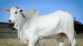 LOTE 78   L2660 FIV AL CANA&Atilde;N   FHC 2660 zap