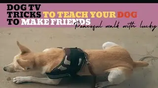 DOG WALK - TV | INDIE pet dog Meeting OLD FRIEND RUBY 🥳|| #pets #doglover #friends #cute #indiedog