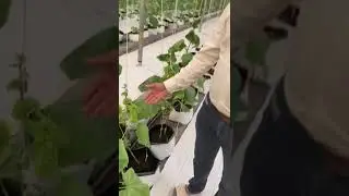 Leaf curl virus in European cucumber/mini cucumber under greenhouse