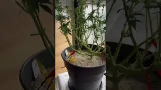 Update 🌱 Entlauben & Start der Bl&uuml;tephase &ndash; mehr Luft, Licht & Power!