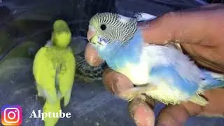 Muhabbetkuşu Spangle ve Beyazın Yavruları