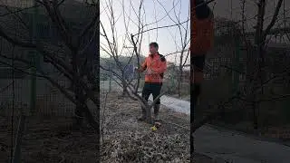 좌충우돌 가지치기(전정)