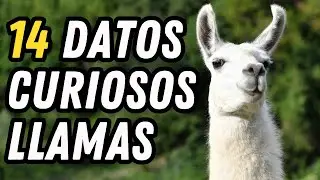 14 Datos Curiosos de las Llamas (Lama Glama) - ¿Es verdad que tienen 3 estómagos?