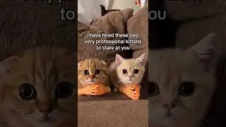 #shorts #ytshorts #catshorts #cats #cat #funnycats #cute #petshorts #viral #trending #meow #kitty #a