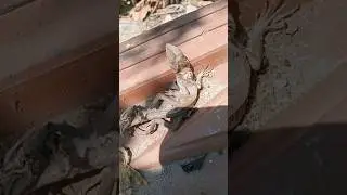 Con kỳ nh&ocirc;ng xấu số #shorts #animals