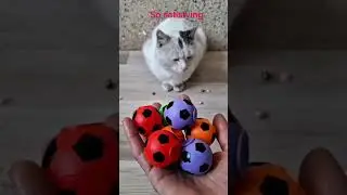 Cat Playing With Beads 😻🌈Reverse video #relaxing
