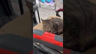 #cat #cats #love #baby #youtube #shorts #dream #funny #cute #pets #animals #funnycats #kitten #life
