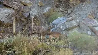 Markhor mating season takes place in winter #youtubeshorts