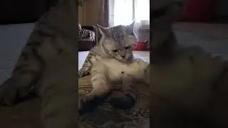 Неприятный сюрприз #юмор #веселыекоты #кот #cat #прикольныекоты #видосыоткота #прикол #котики #смех