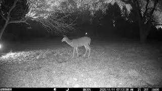 Archive Files of Trail Camera 3 Compilation 20251112 F