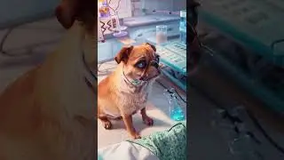 #pug#mops#content