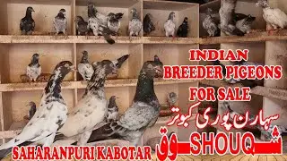 Indian Breeder Pigeons Saharanpuri UAE Main Shouq|Breeder Pigeon For Sale|للبيع طيور هندي  سهارنبوری