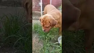 Bulldog In Nepal Crazy Animal Zone 😍😍🔥 #shorts