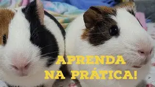 COMO ACABAR COM OS PIOLHOS NA CABEÇA DO PORQUINHO DA ÍNDIA!