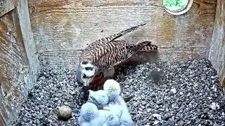 #kestrel SE03#10 | Review parent bird and babies bird in their nest | Review bird in nest cam