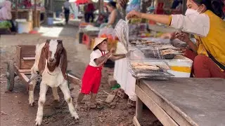 Cutis take goat harvest sugarcane sell buy fish feed family kittens