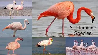 All Flamingo Species / types of flamingo / flamingos