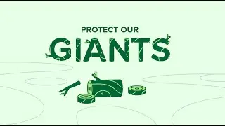 Protect Our Giants - BC Old Growth Forests