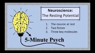 Neuroscience: The Resting Potential