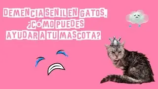 Demencia senil en gatos. ¿Cómo puedes ayudar a tu mascota?  