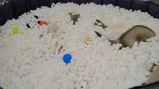 Ferrets have so much fun playing in a pool filled with packing peanuts!