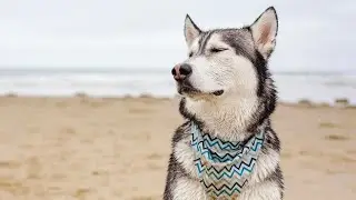 Celebrating Your Pup s Special Day How to Plan a Pawsome Husky Birthday Party