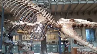 Basilosaurus
