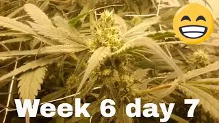 Zero media, hydro sea of green from clones - Part 14, 300W Samsung Type F LED light, Wk6d7 - Frosty