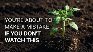 Never Plant Tomatoes Until You Do This One Thing &mdash; Bigger Fruits, More Tomatoes, Guaranteed