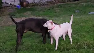 Dogs communicating in their own way