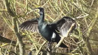 Bird Watching at Attenborough - 06 and 14 Feb 2019